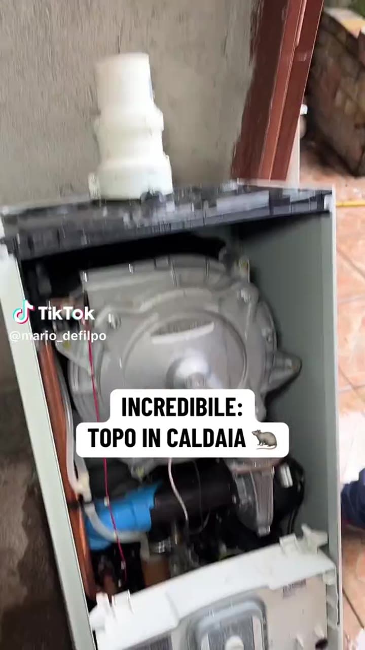 INCREDIBILE: TOPO IN CALDAIA 🐀