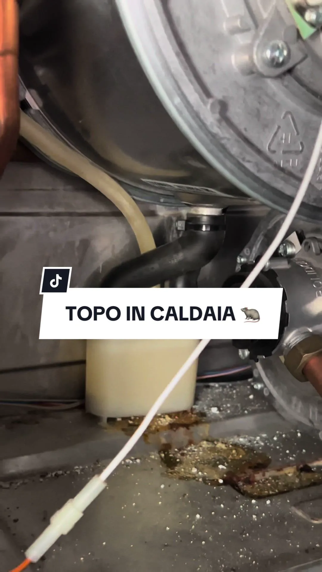 TOPO IN CALDAIA 🐀